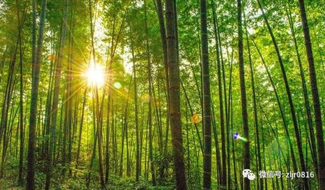 蜀南竹海 蜀南竹海